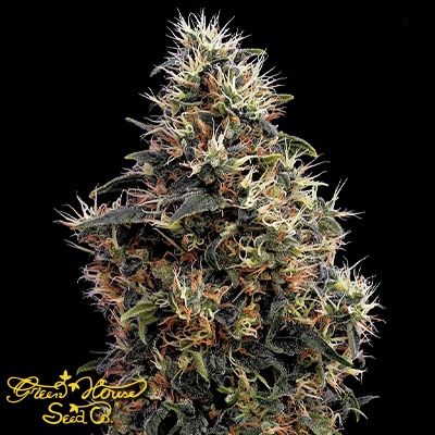 Green House Seeds Sweet Mango AUTO