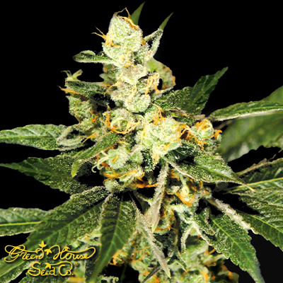 Green House Seeds Train Wreck