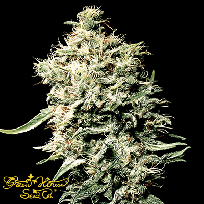 Green House Seeds White Rhino