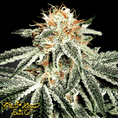 Green House Seeds White Widow