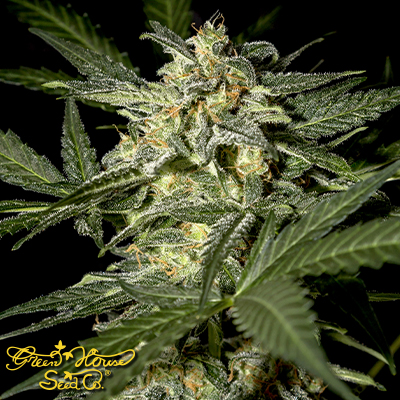 Green House Seeds White Widow AUTO