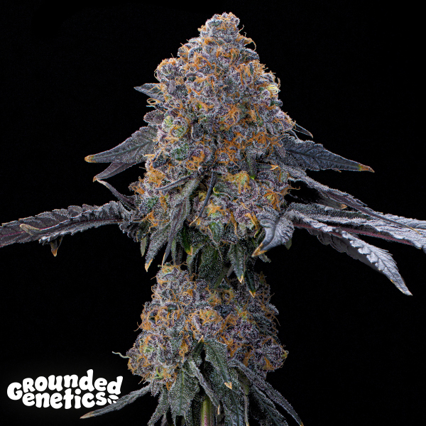Grounded Genetics Blue Zang