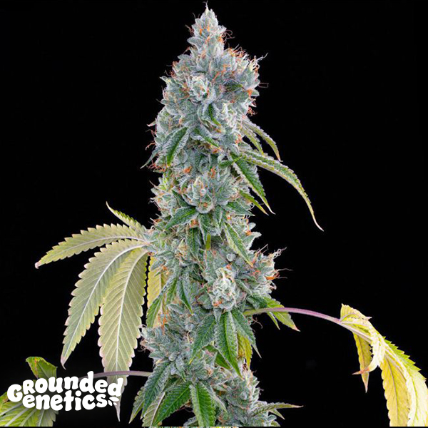 Grounded Genetics Blucci OG
