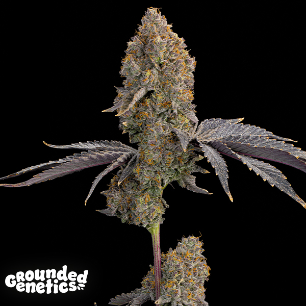 Grounded Genetics Blue Bacio