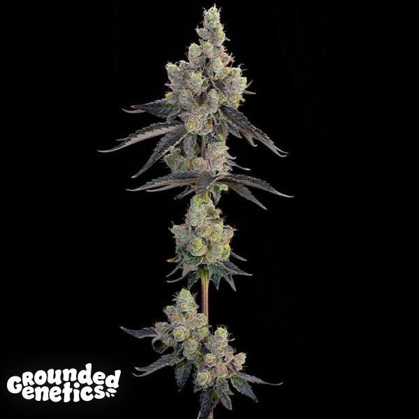 Grounded Genetics Blue Chiesel