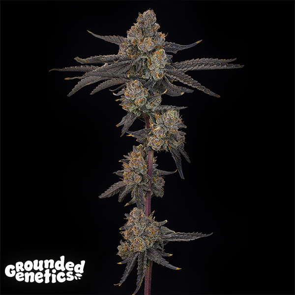 Grounded Genetics Blue Honey