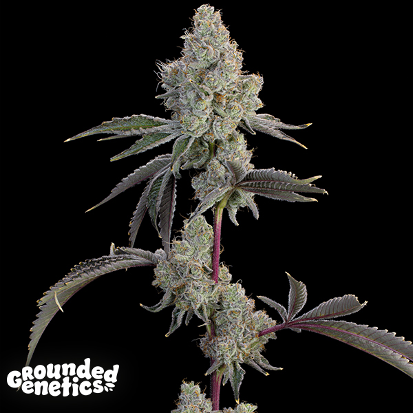 Grounded Genetics Chrome Sherb