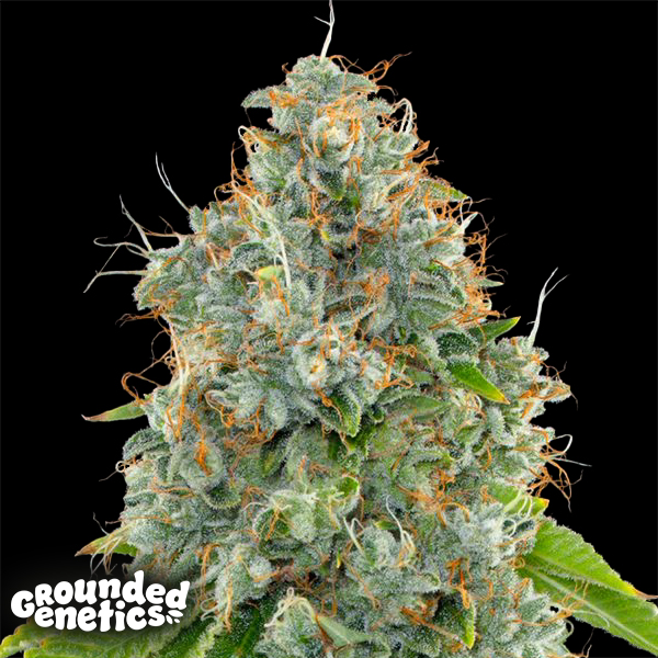 Grounded Genetics Lime OG