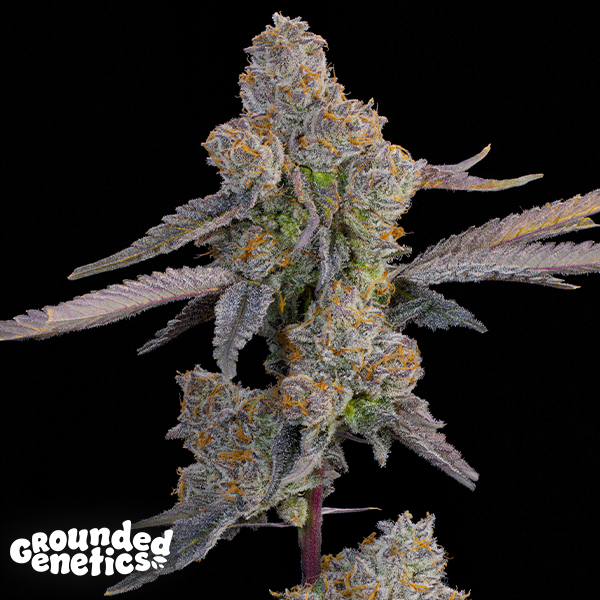 Grounded Genetics Lime Zoda