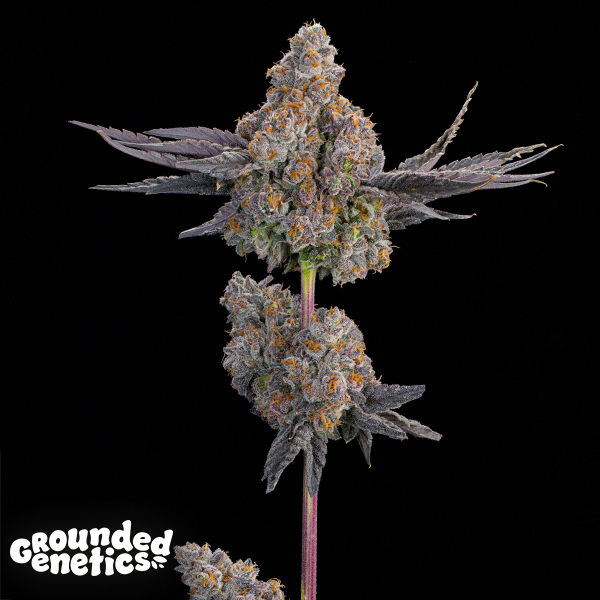 Grounded Genetics Maracuya
