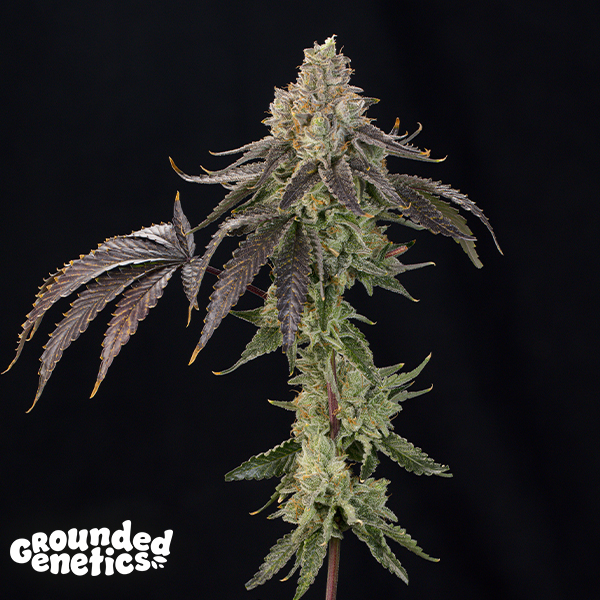 Grounded Genetics OZ Guava