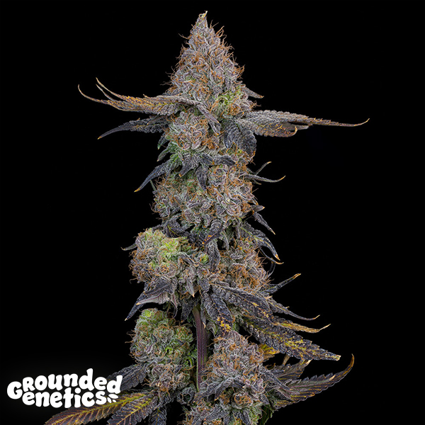 Grounded Genetics Pink Plumz