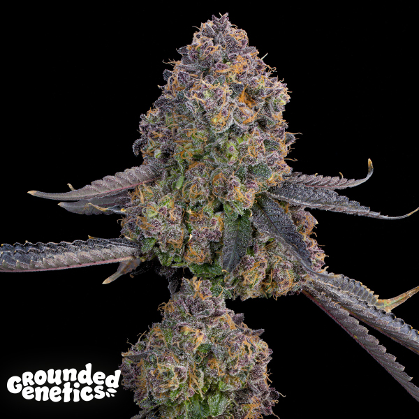 Grounded Genetics Pink Zoda