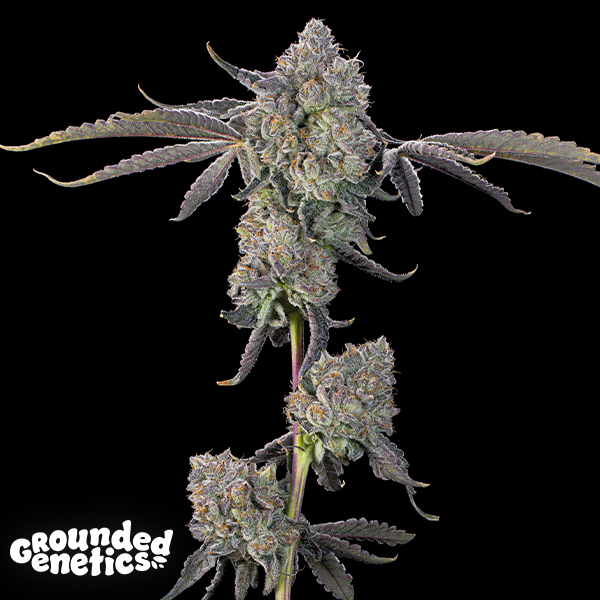 Grounded Genetics Sour Peachez