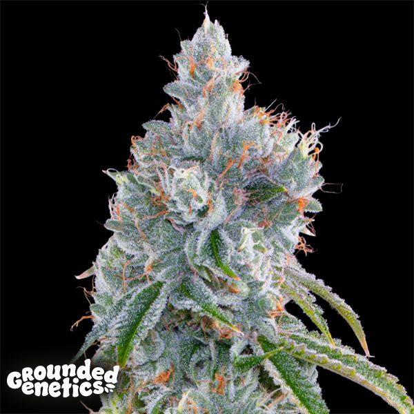 Grounded Genetics Straw Limez