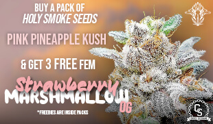 Holy Smoke Seeds Strawberry Marshmallow OG
