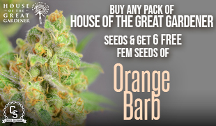 House of the Great Gardener Orange Barb