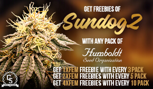 Humboldt Seed Org SundogZ AUG