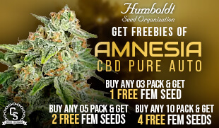 Humboldt Seed Organization Amnesia CBD Pure Auto