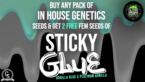 In House Sticky Glue