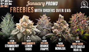 January Promo
