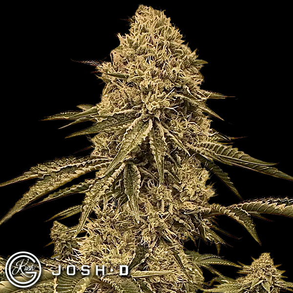 Josh D Seeds Bonded By Bud