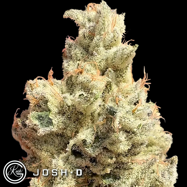 Josh D Seeds Head Rush