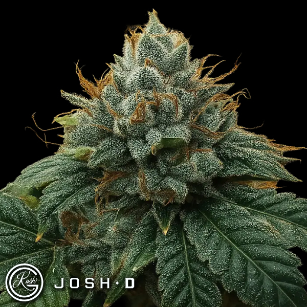 Josh D Seeds Kali Sour Kiss