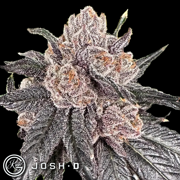 Josh D Seeds Love Lyfe