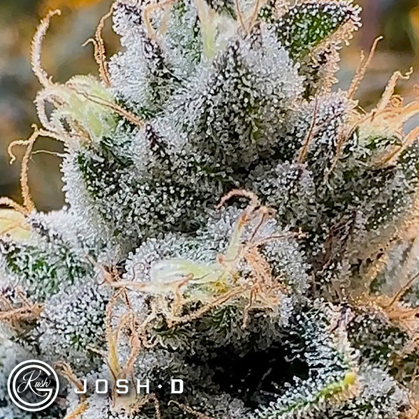 Josh D Seeds Metamorpheus F2