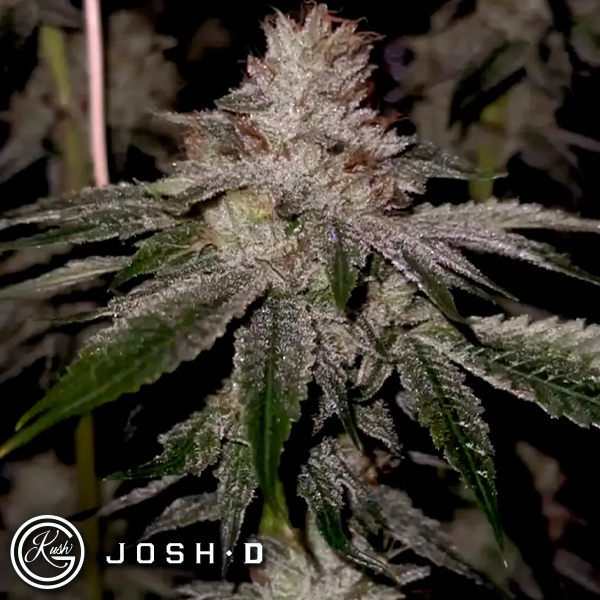 Josh D Seeds OG Kiss