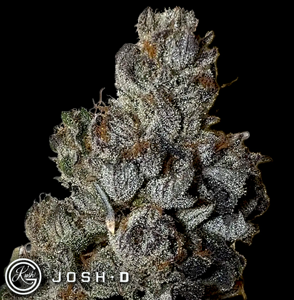 Josh D Seeds Ojos Locos