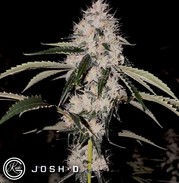 Josh D Seeds Skull Crusher
