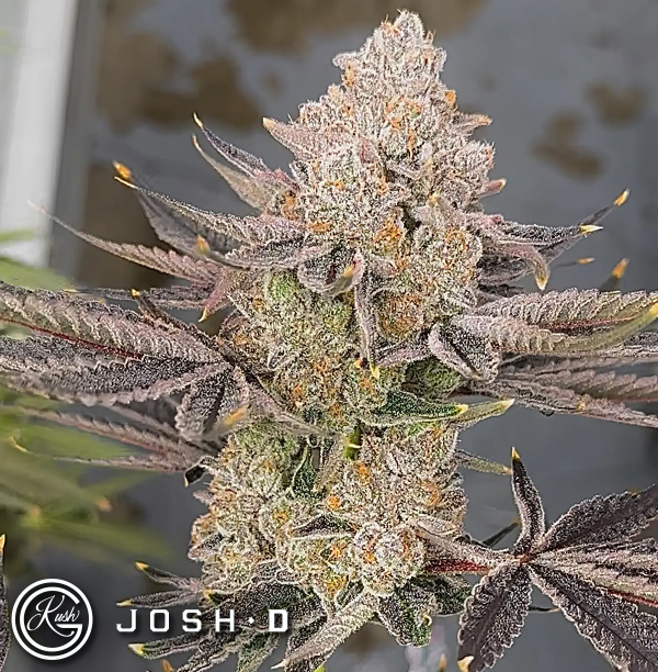 Josh D Seeds Sunkiss