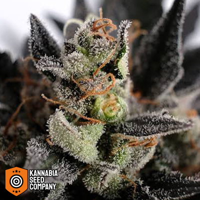 Kannabia Seeds AUTO Lemon Haze