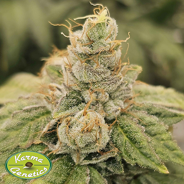 Karma Genetics Seeds Club Kush