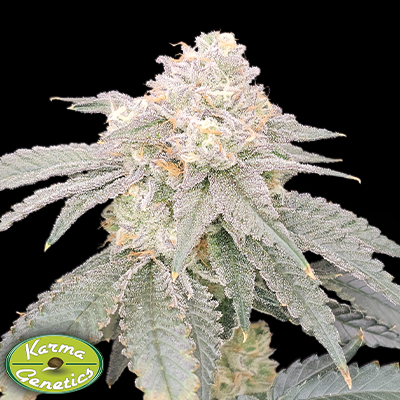 Karma Genetics Seeds Gen Zi