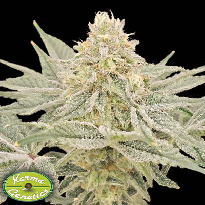 Karma Genetics Seeds Lemonzi