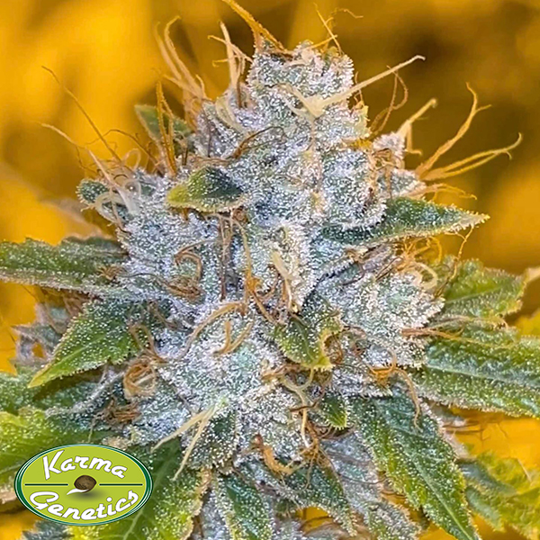 Karma Genetics Seeds Midnight Rumble