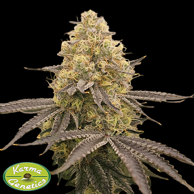 Karma Genetics Seeds Orange Milano