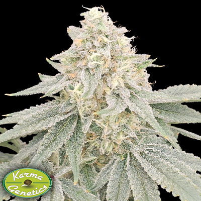 Karma Genetics Seeds Payazi
