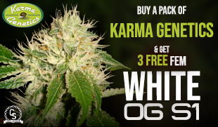 Karma Genetics - White OG S1