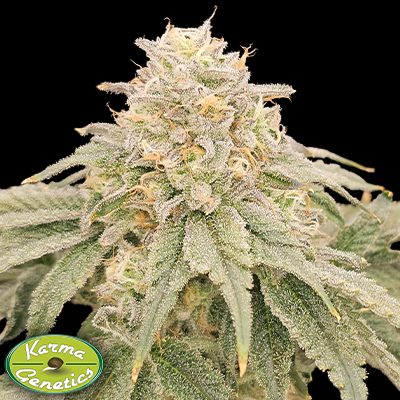 Karma Genetics Seeds Zizi V3