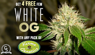Karma Genetics White OG