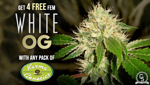 Karma Genetics White OG