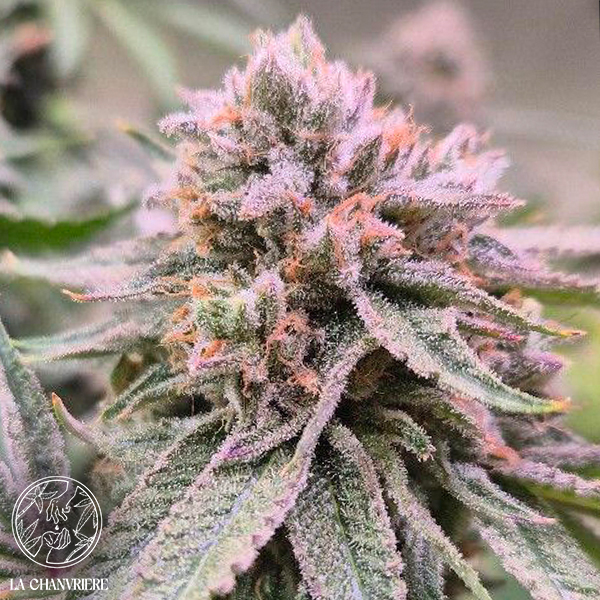 La Chanvriere Seeds Grenadine Sunsetz (BX5)