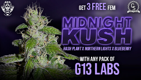 G13 Midnight Kush OCT