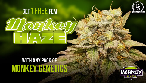 Monkey Genetics Monkey Haze AUG