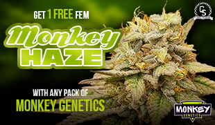 Monkey Genetics Monkey Haze