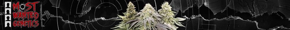 Most Wanted Genetics